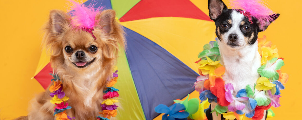 Franquia de pet shop: por que investir e como fazer dar certo