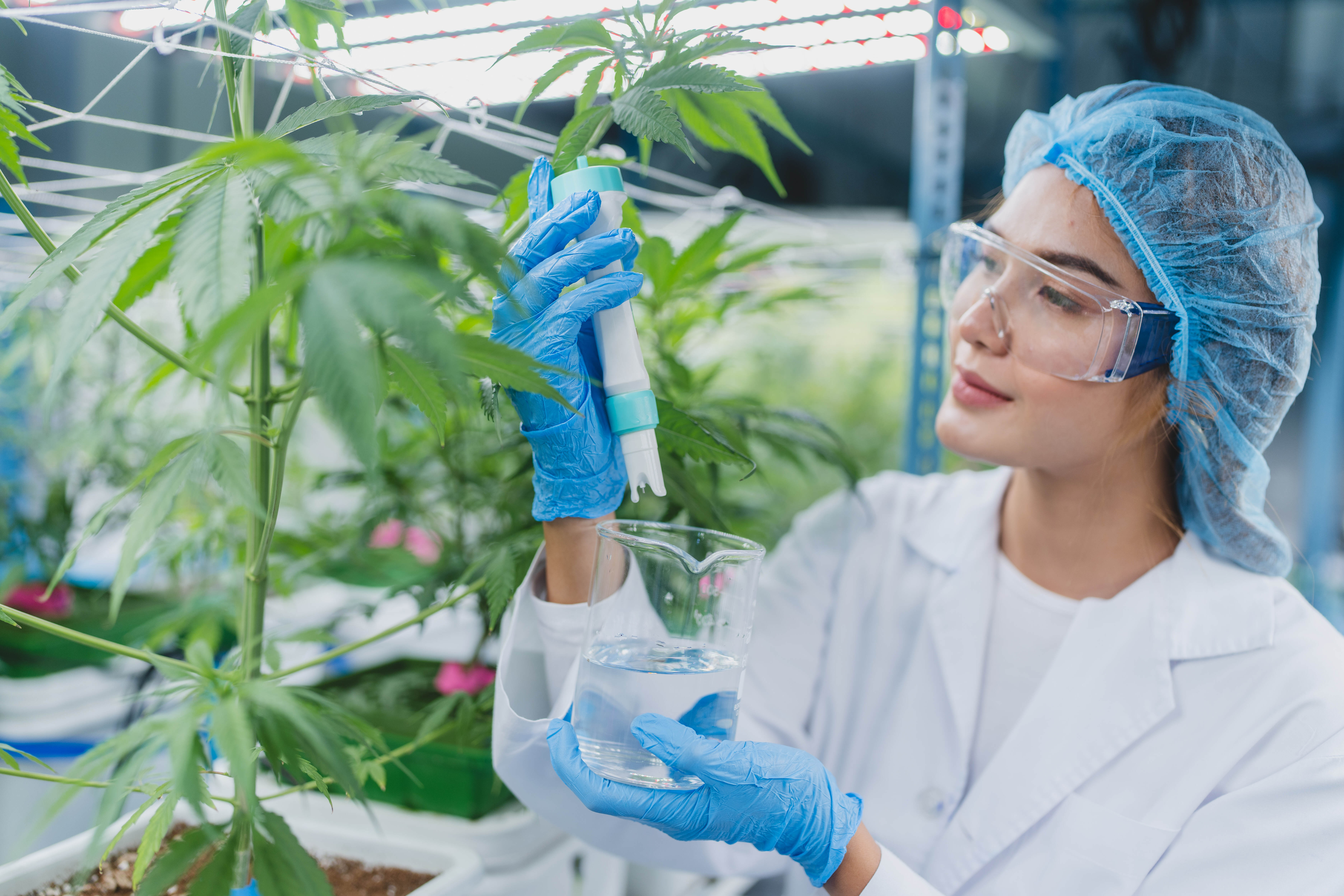 tratamento com cannabis medicinal
